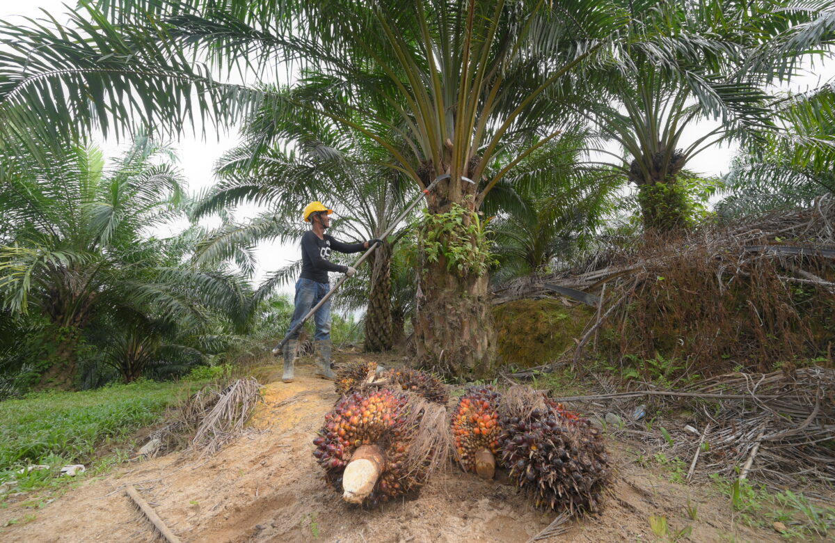 KDSB - Pengurusan Ladang (Gambar Utama)