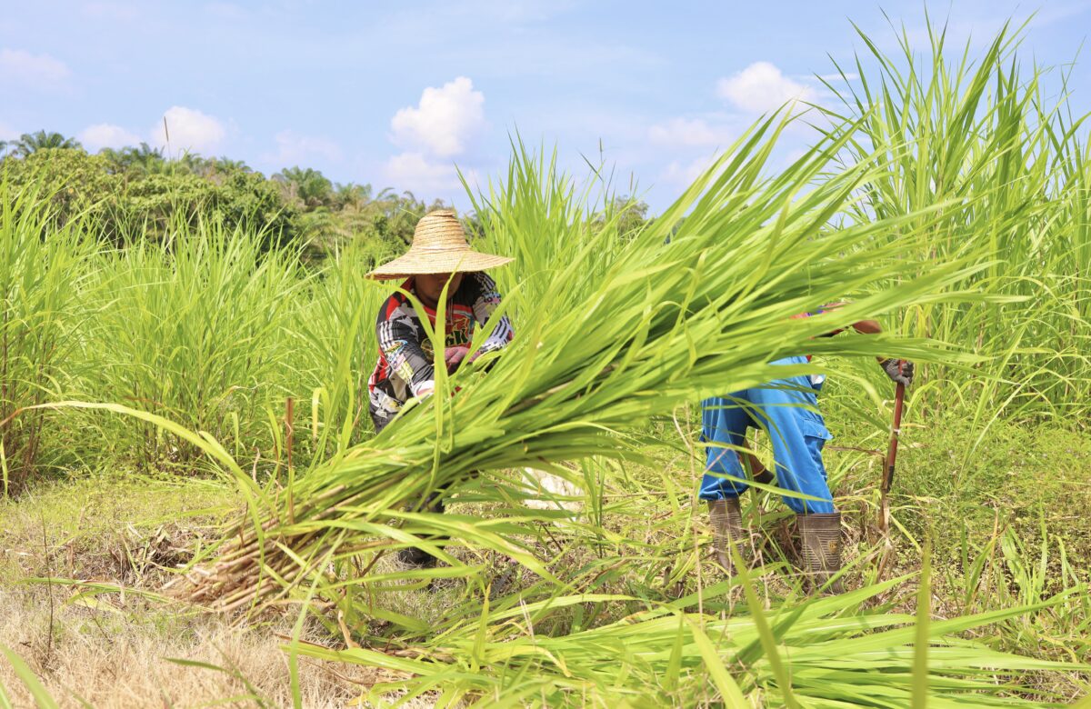 KDSB - Projek Agromakanan Paloh 3 (Gambar Utama)
