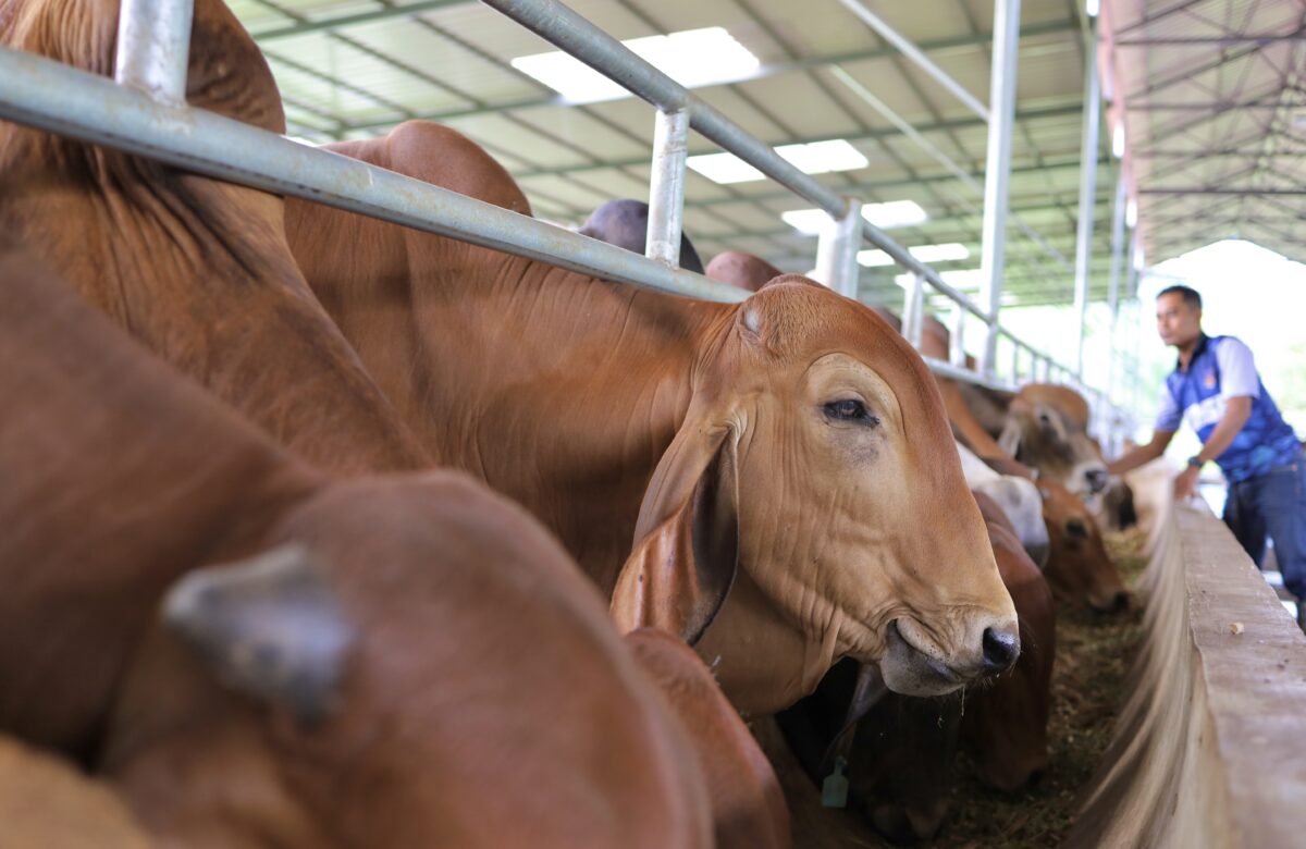 KDSB - Pusat Ternakan Lembu Pedaging (Gambar Utama)