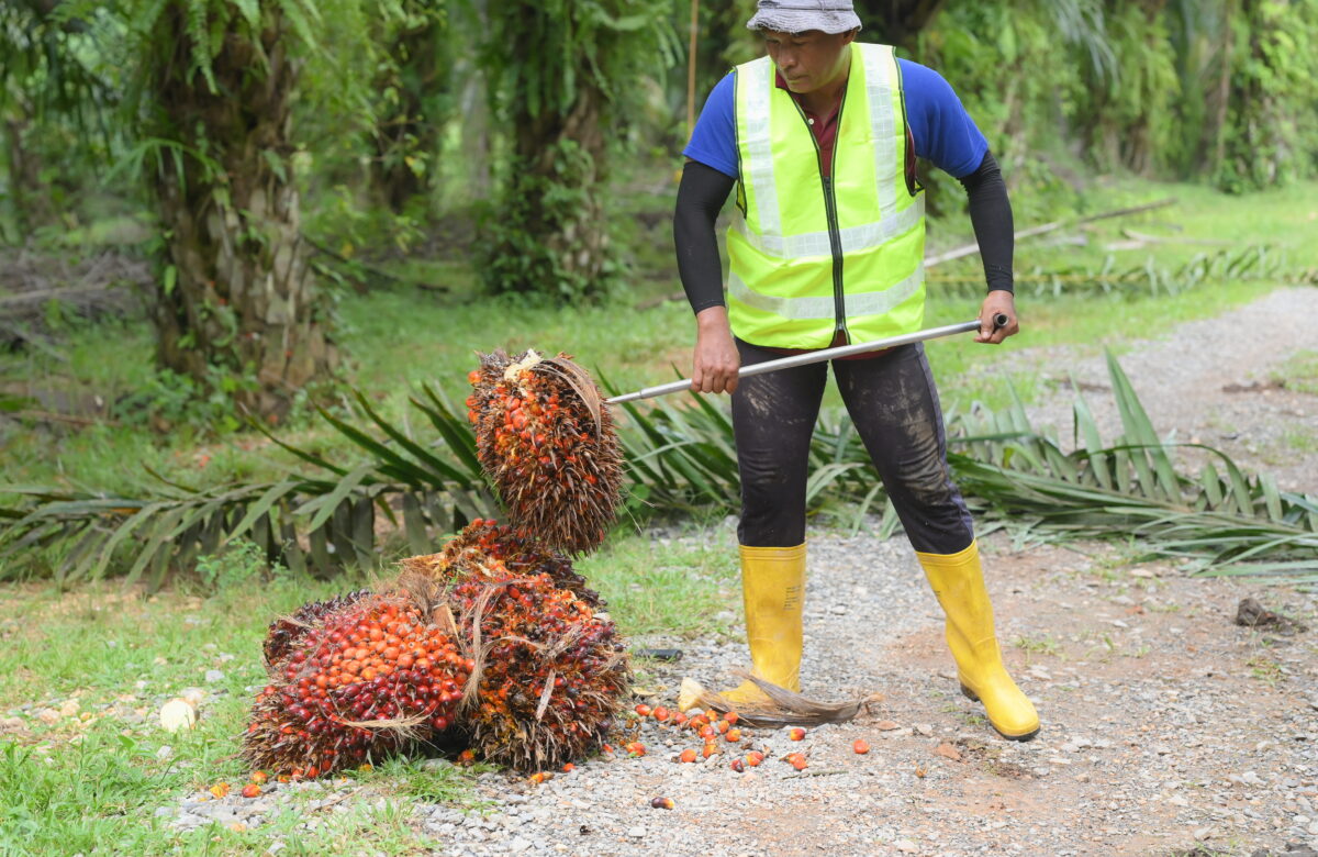 KPSB - Pengurusan Ladang (Gambar Utama)